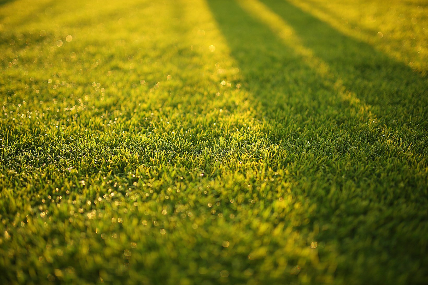 Closeup Photography of Grass Field